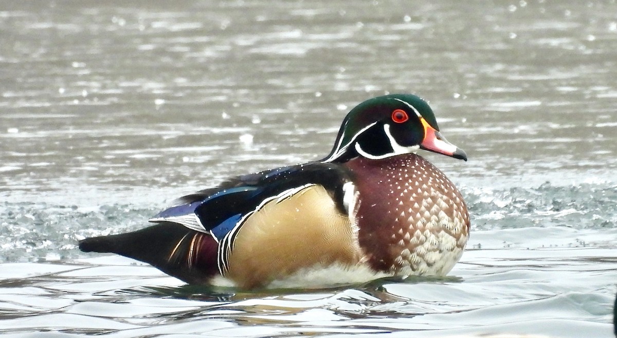 kachnička karolínská - ML646438132