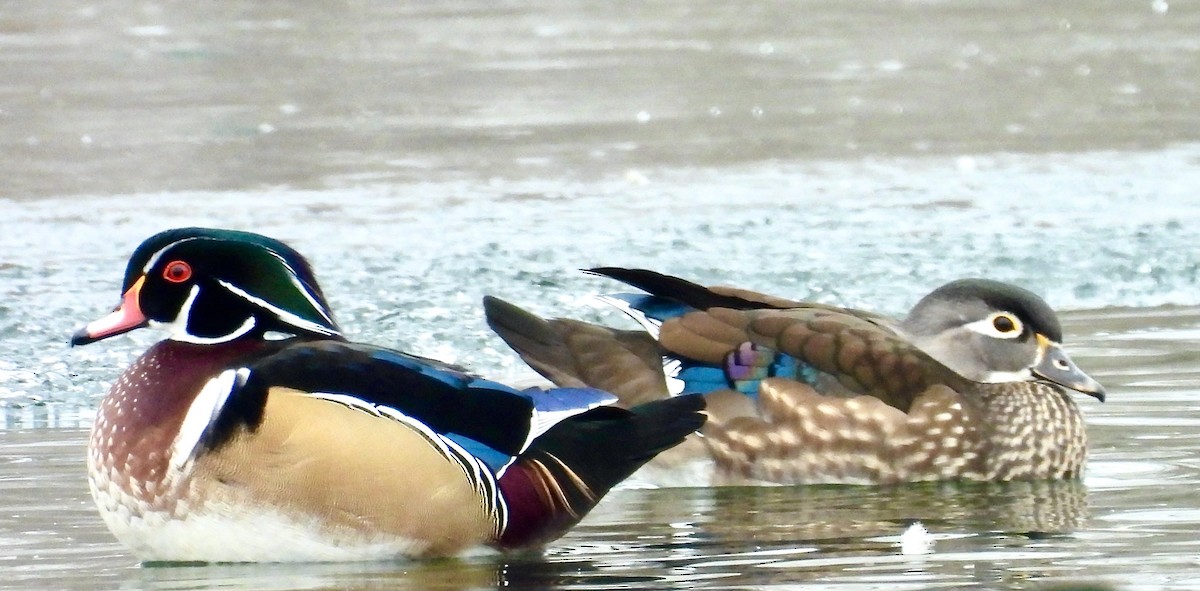 kachnička karolínská - ML646438133