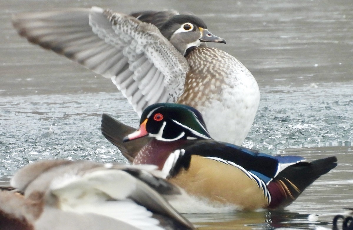 kachnička karolínská - ML646438134