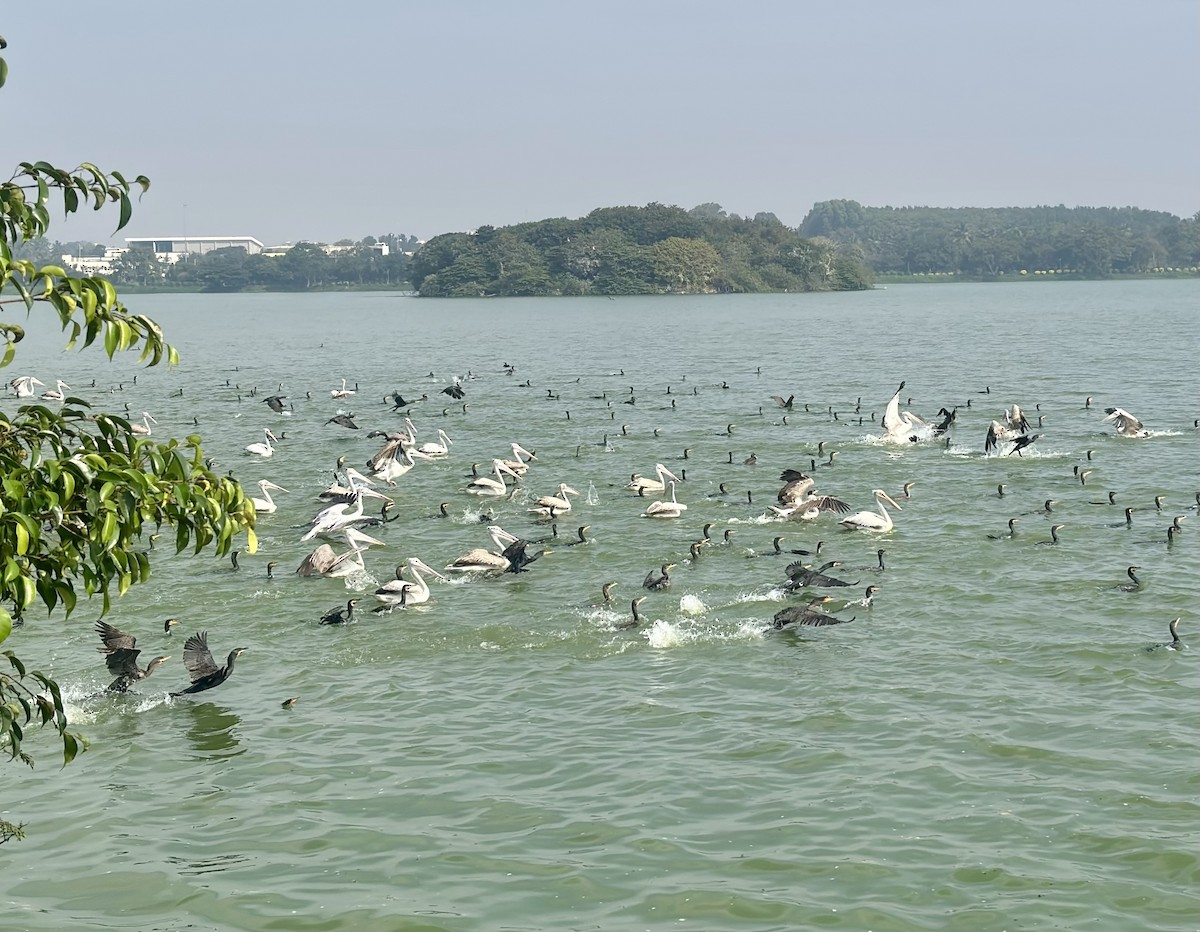 Great Cormorant - ML646438137