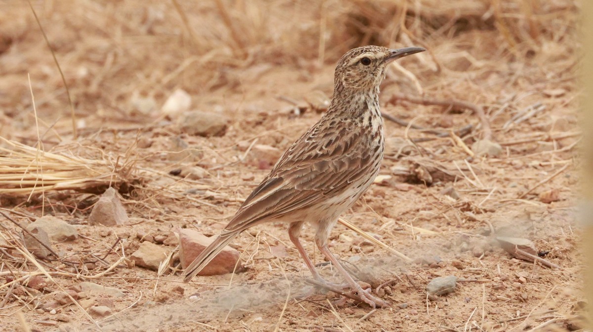 Cape Long-billed Lark (Agulhas) - ML646438138