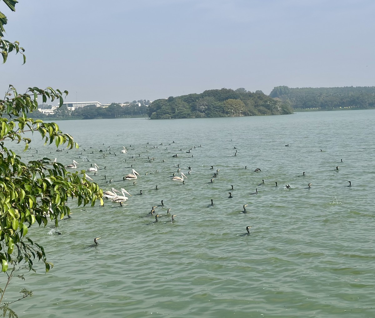 Indian Cormorant - ML646438141