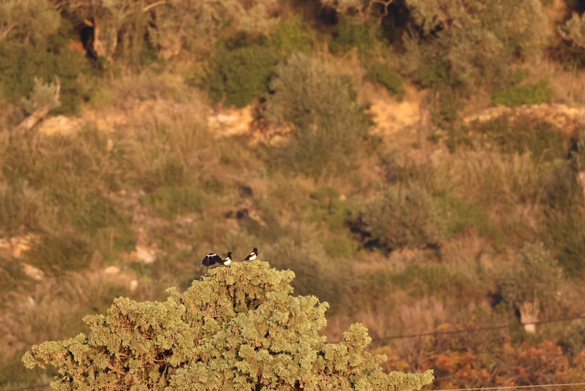 Eurasian Magpie - ML646438142