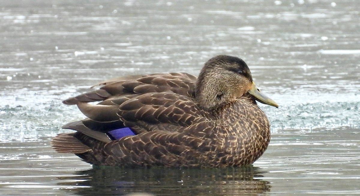 kachna tmavá - ML646438145