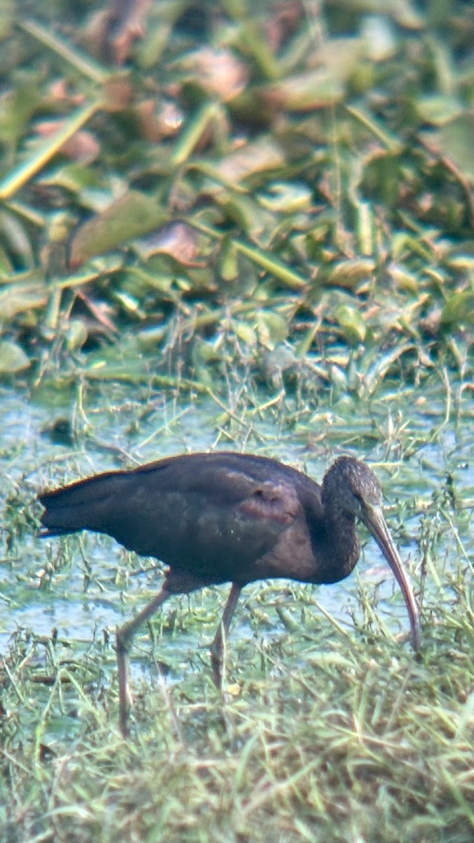 Glossy Ibis - ML646438146
