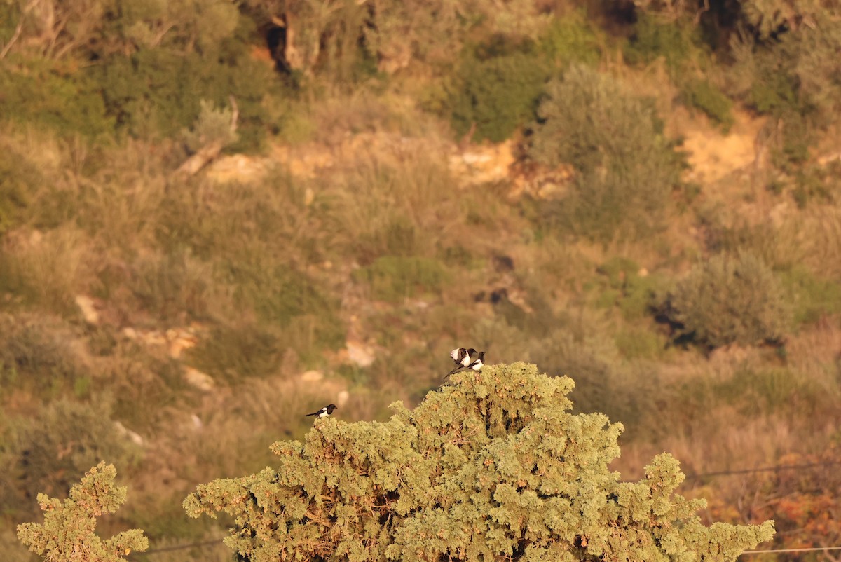 Eurasian Magpie - ML646438147