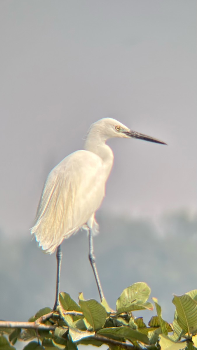 Aigrette garzette - ML646438148