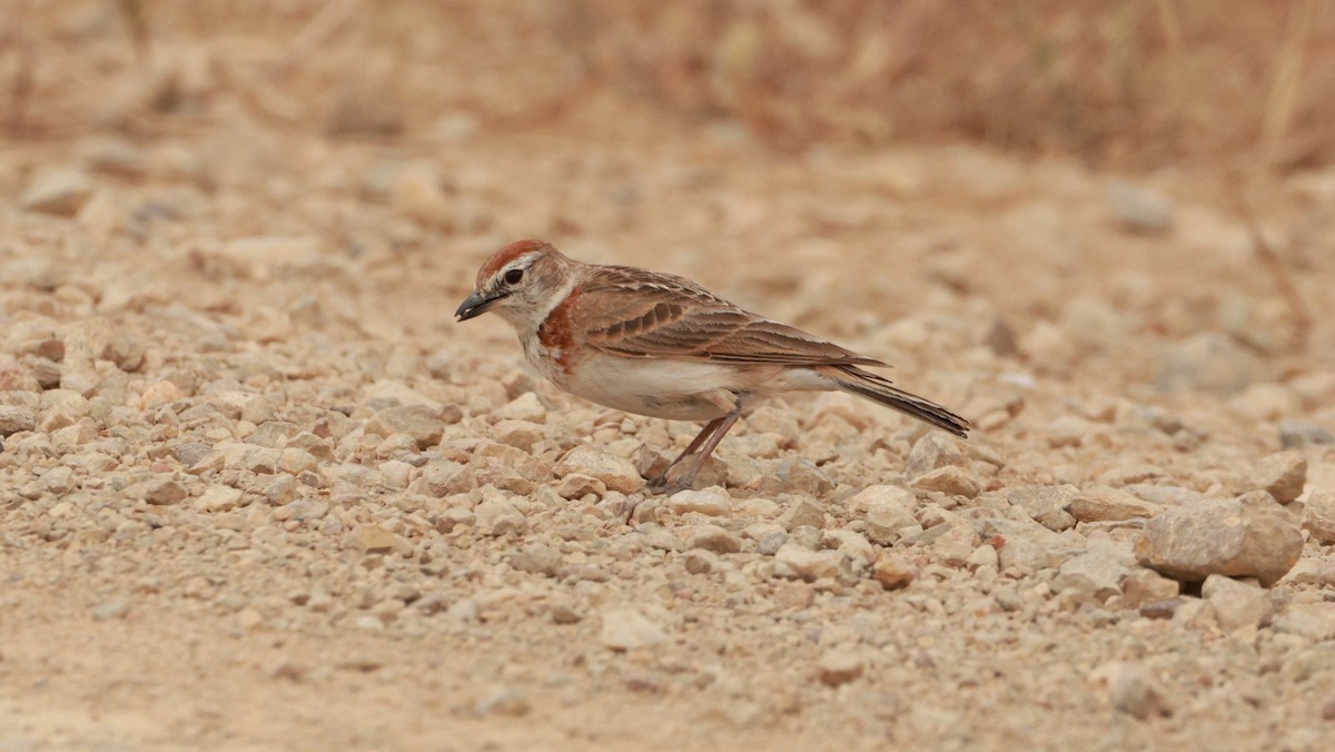 Kızıl Tepeli Bozkır Toygarı - ML646438149