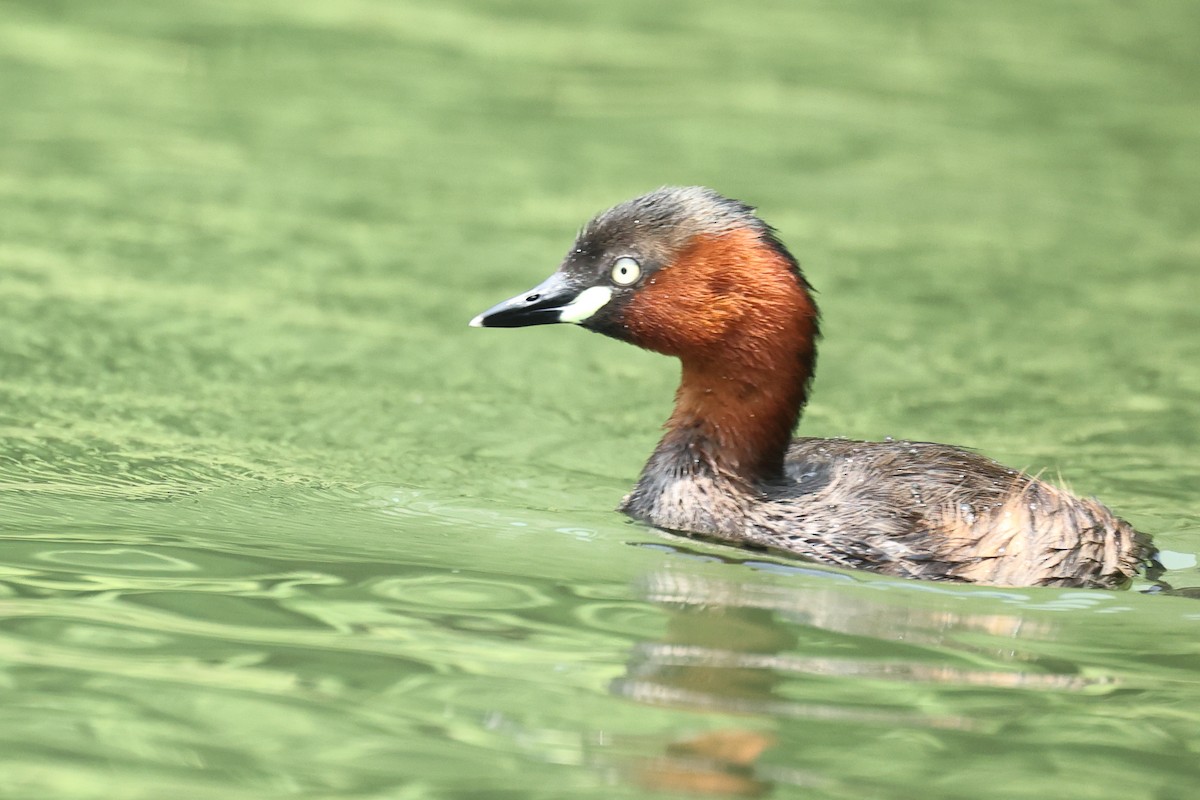 Little Grebe - ML646438150