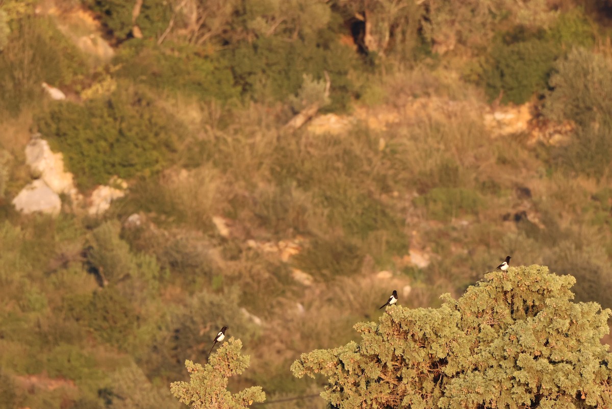 Eurasian Magpie - ML646438151