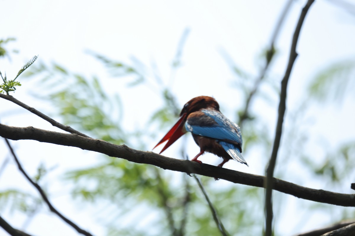 White-throated Kingfisher - ML646438153