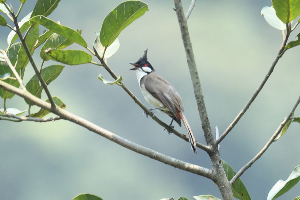 Red-whiskered Bulbul - ML646438154