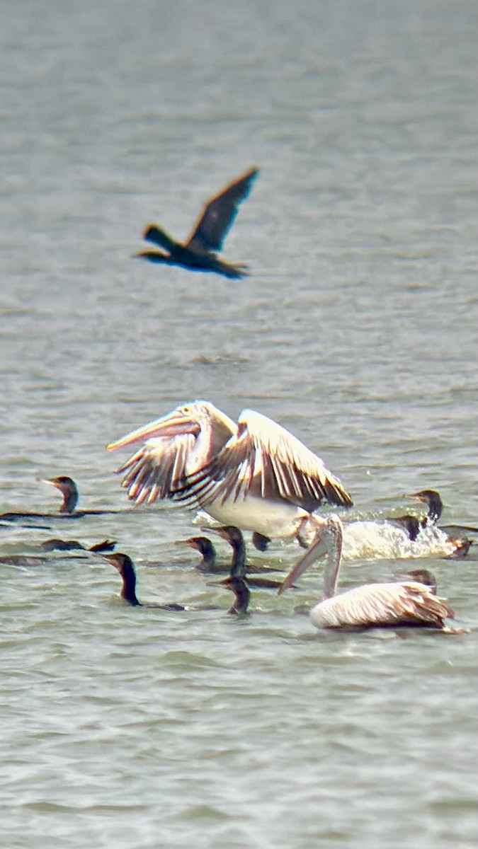 Hint Pelikanı - ML646438155