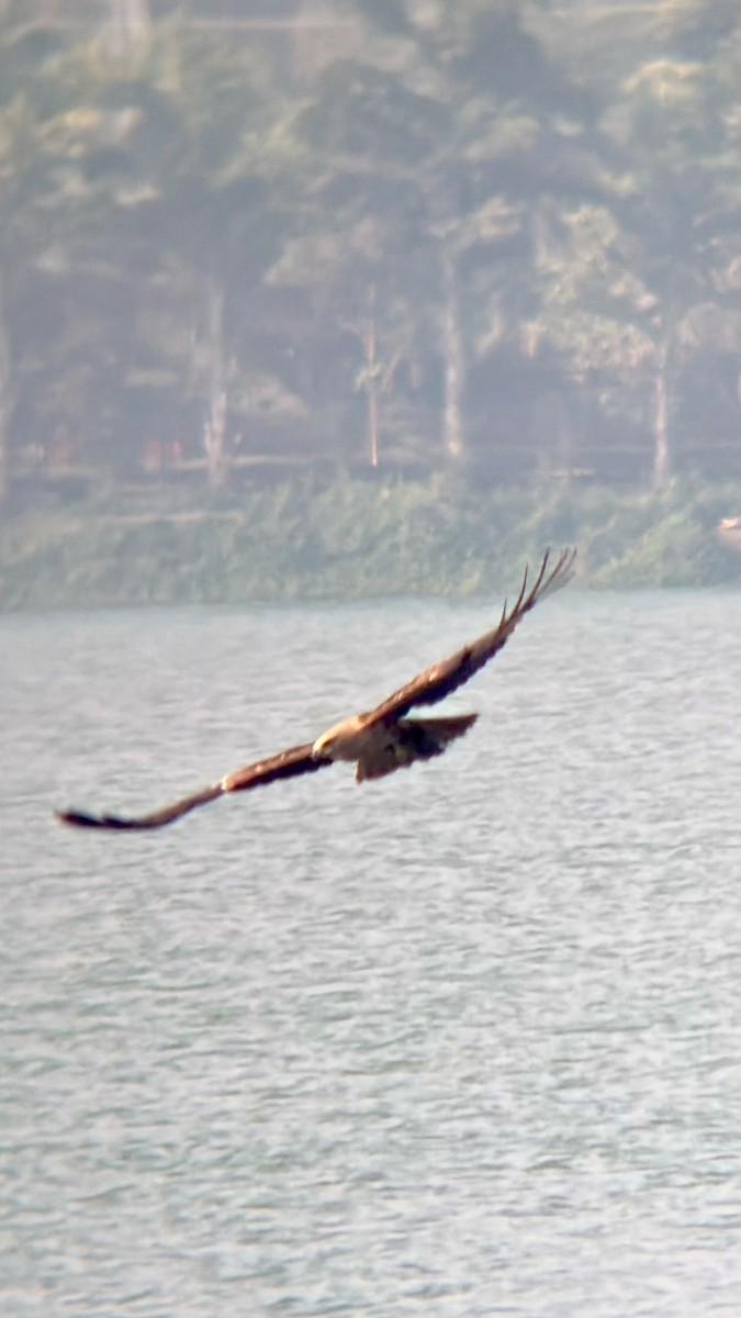 Brahminy Kite - ML646438157
