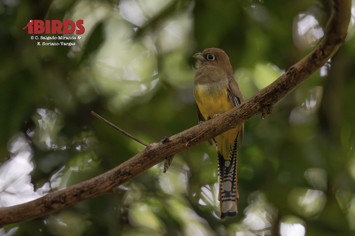 Graceful Black-throated Trogon - ML646438158
