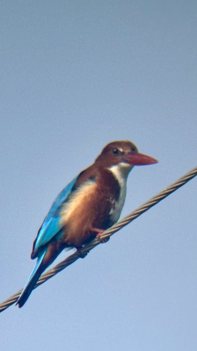 White-throated Kingfisher - ML646438159
