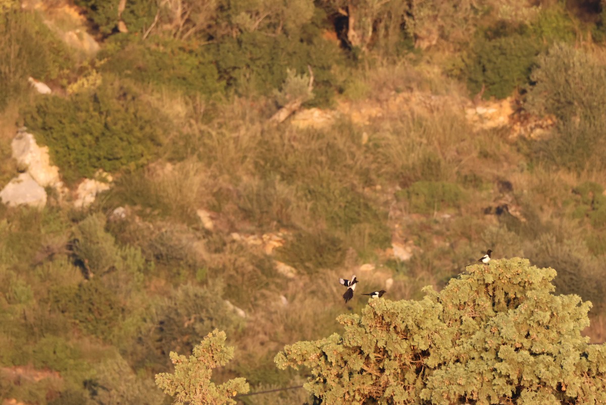 Eurasian Magpie - ML646438169