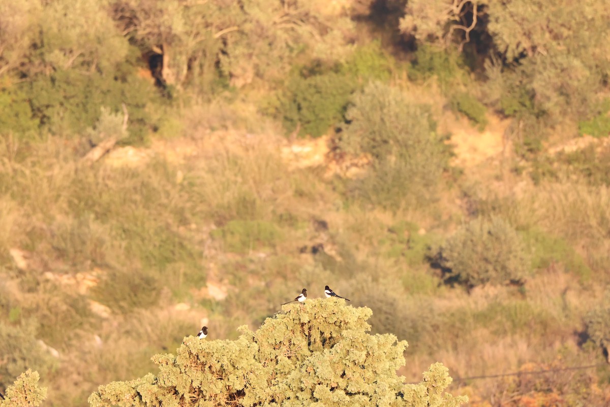 Eurasian Magpie - ML646438170