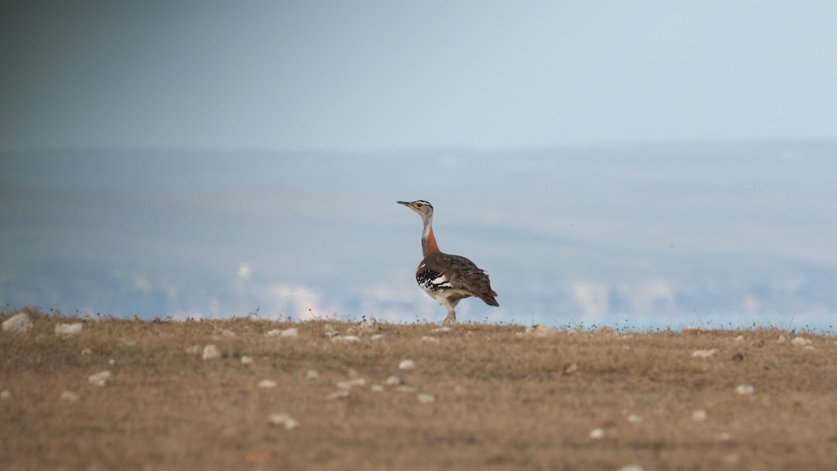 Kızıl Enseli Toy (stanleyi) - ML646438171