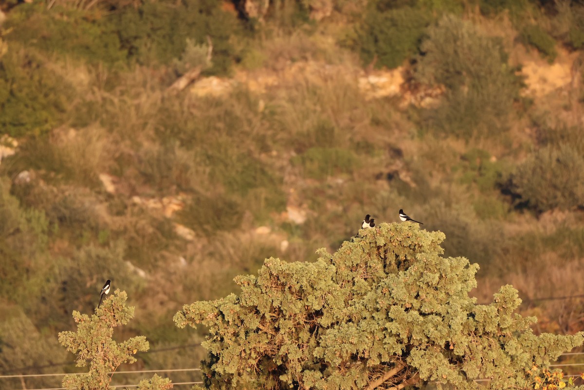 Eurasian Magpie - ML646438172