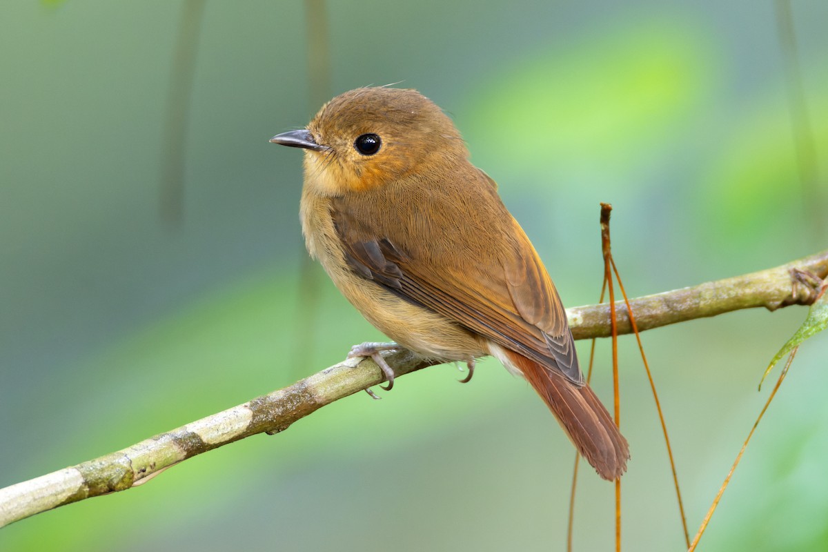 Cryptic Flycatcher - ML646438173