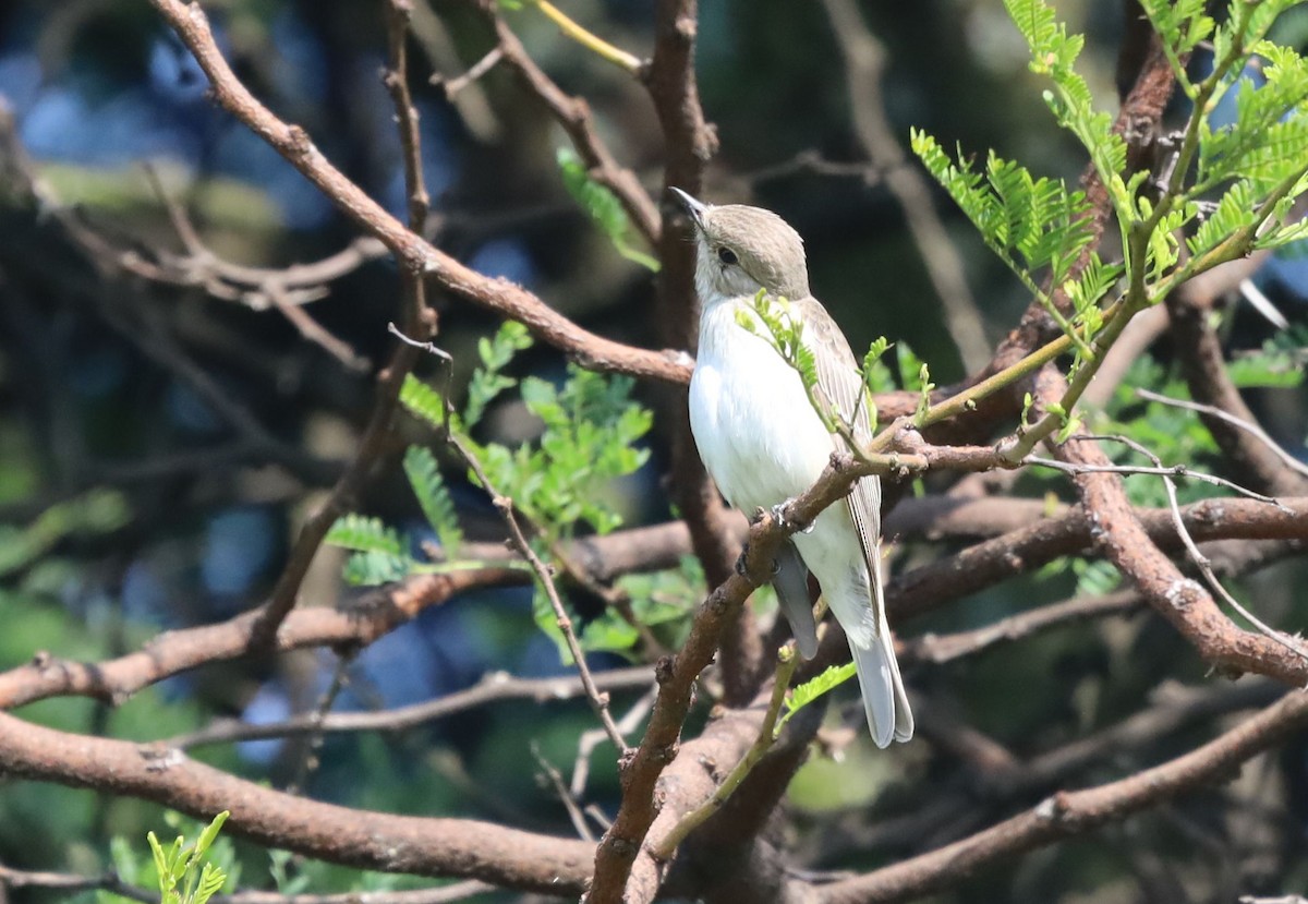 Spotted Flycatcher - ML646438175