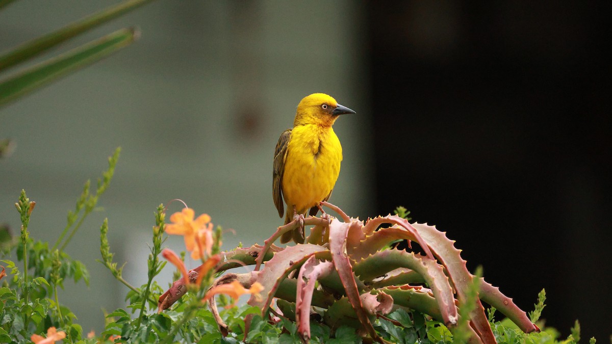 Kap Dokumacısı - ML646438176