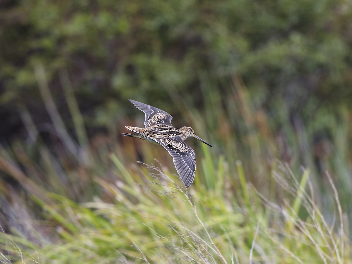 Latham's Snipe - ML646438177