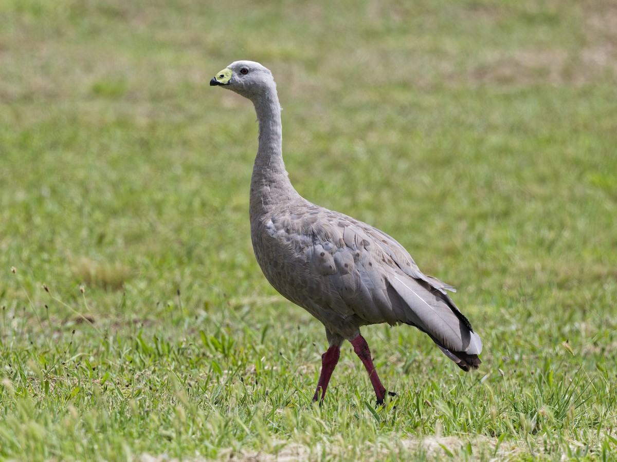 Cape Barren Goose - ML646438178