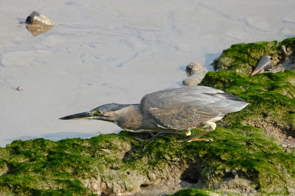 Little Heron - ML646438180