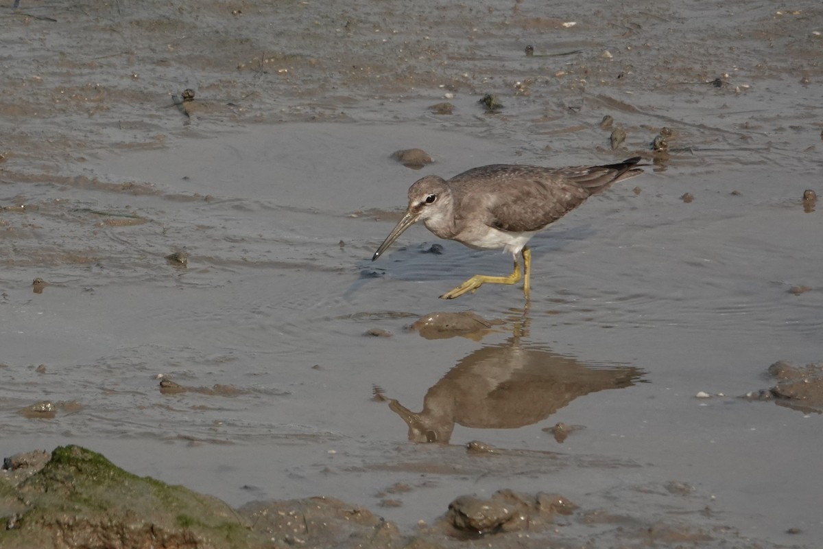 Kuliska siberiarra - ML646438181