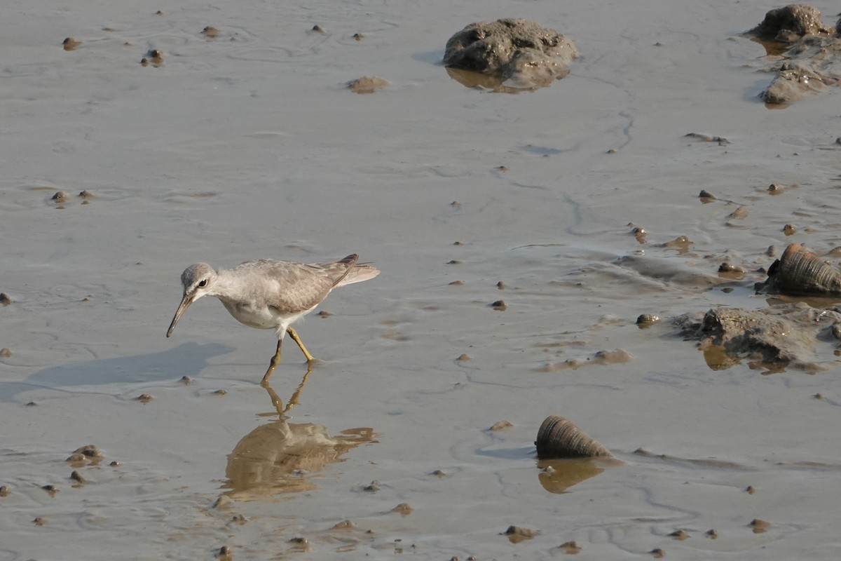 Kuliska siberiarra - ML646438182