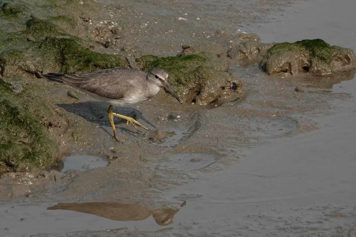 Kuliska siberiarra - ML646438183