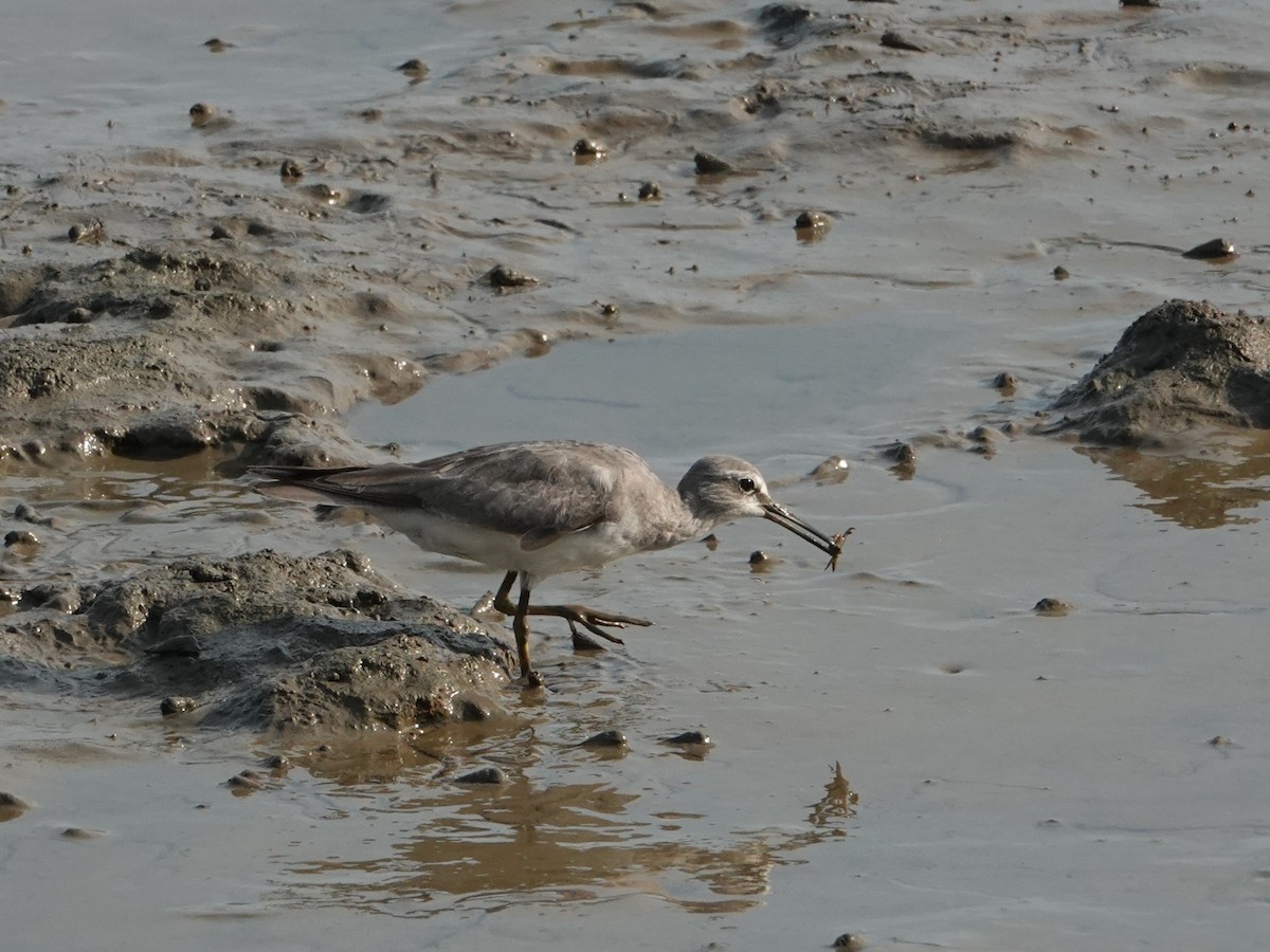 Kuliska siberiarra - ML646438184