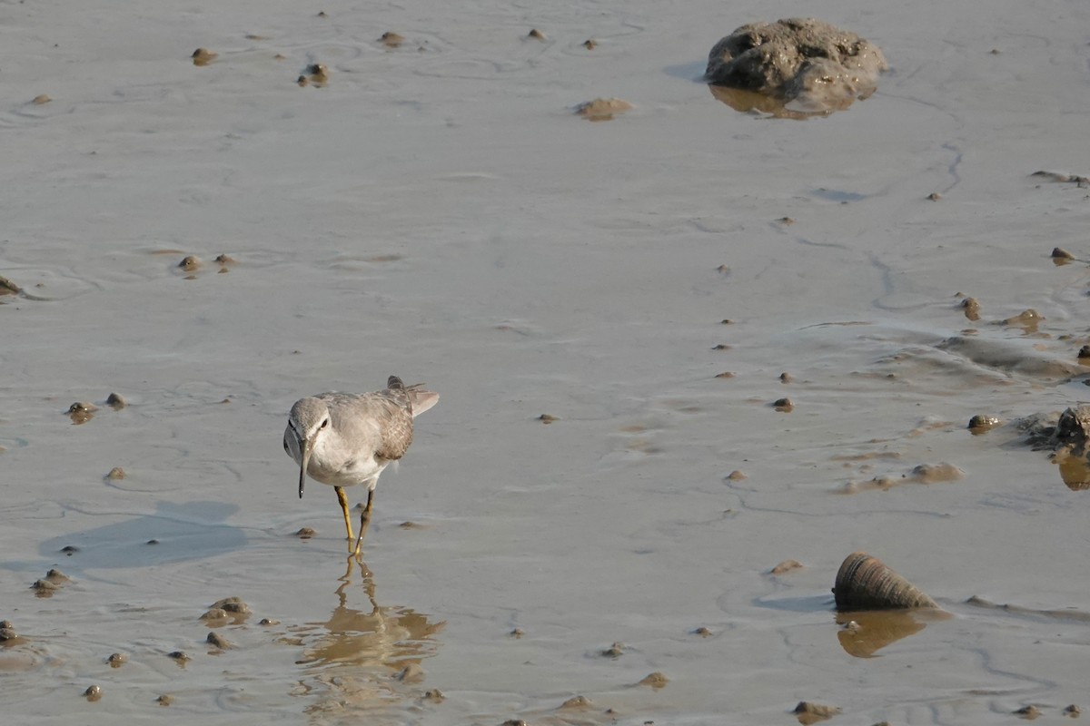 Kuliska siberiarra - ML646438185