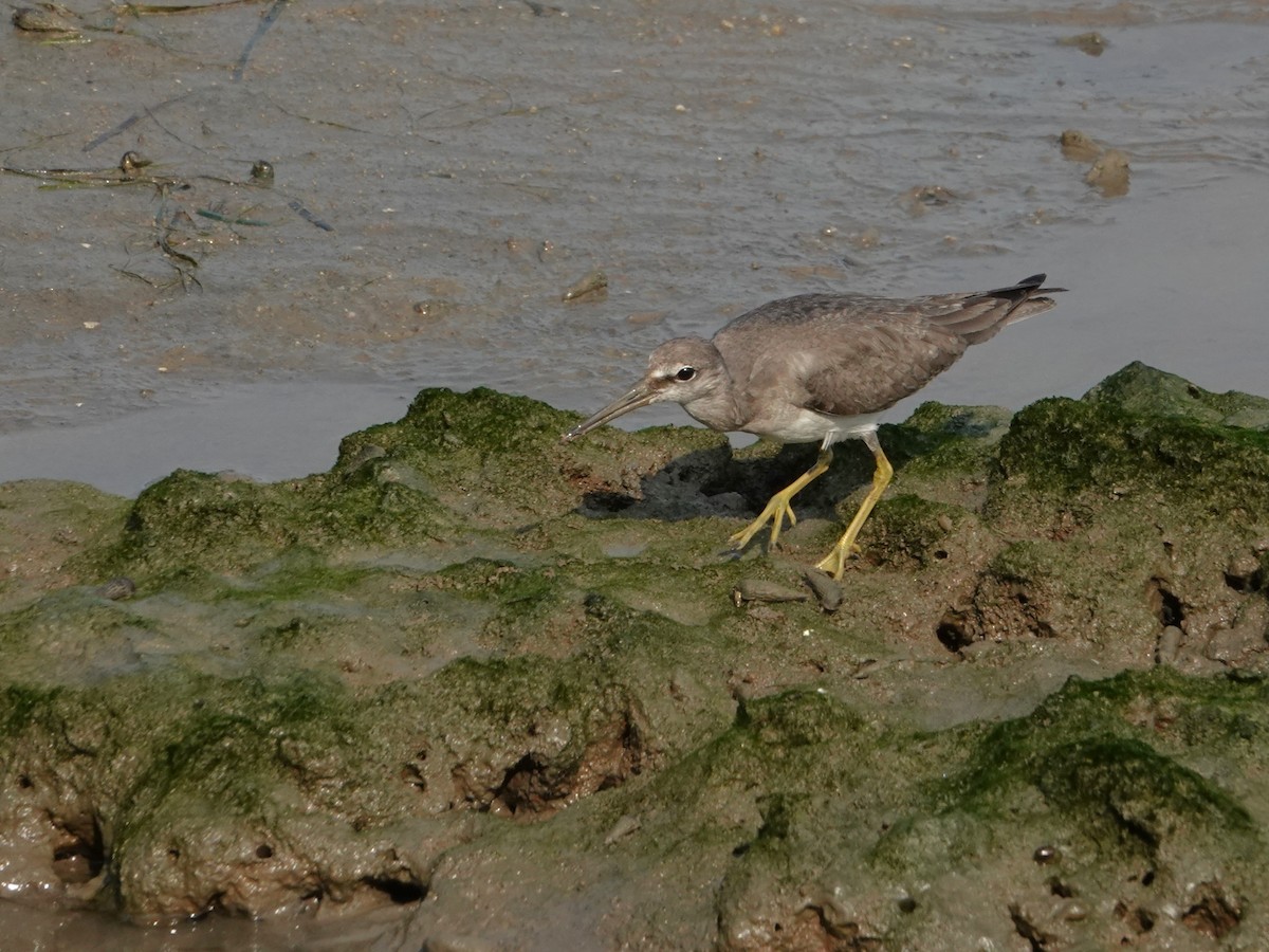 Kuliska siberiarra - ML646438186