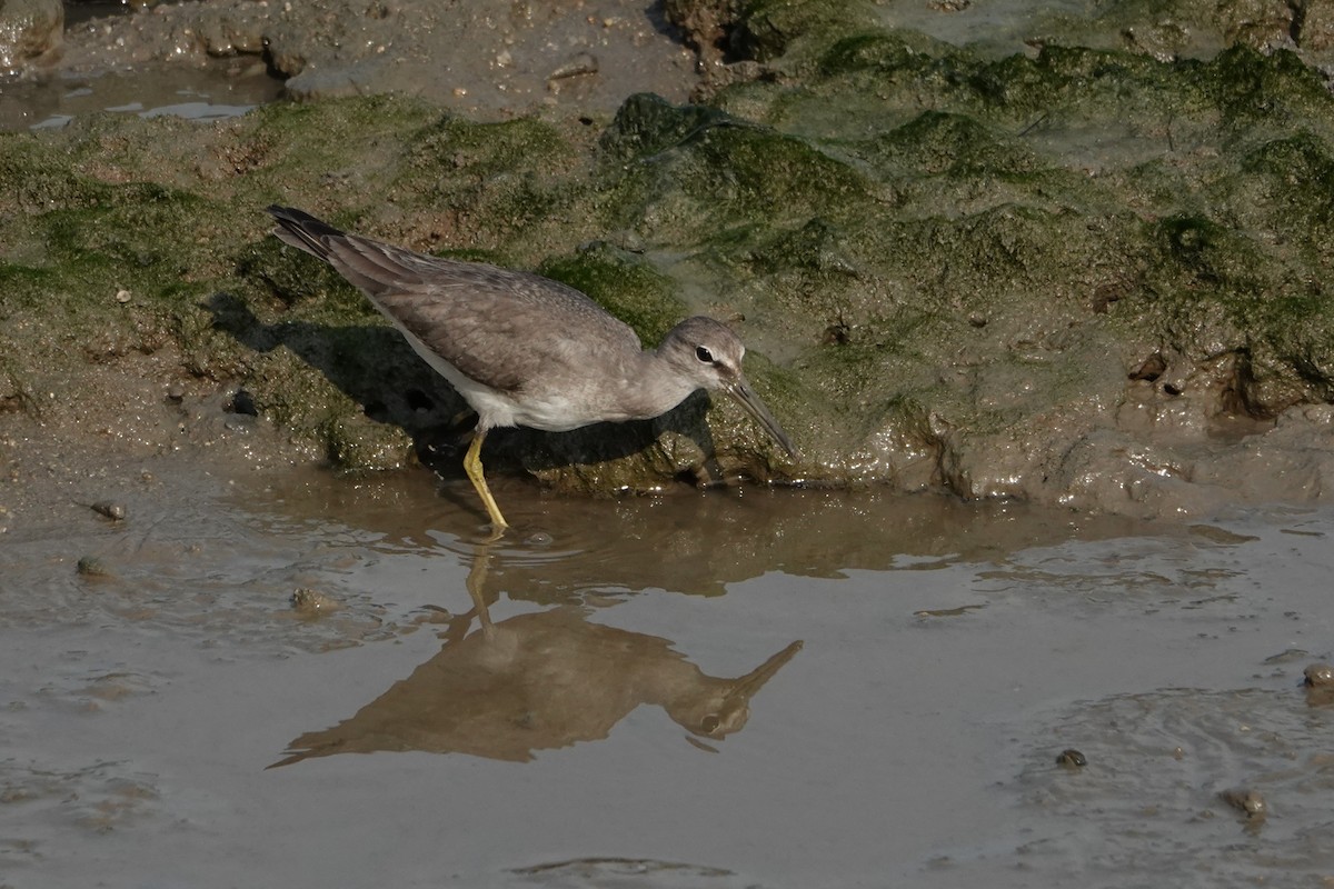 Kuliska siberiarra - ML646438187