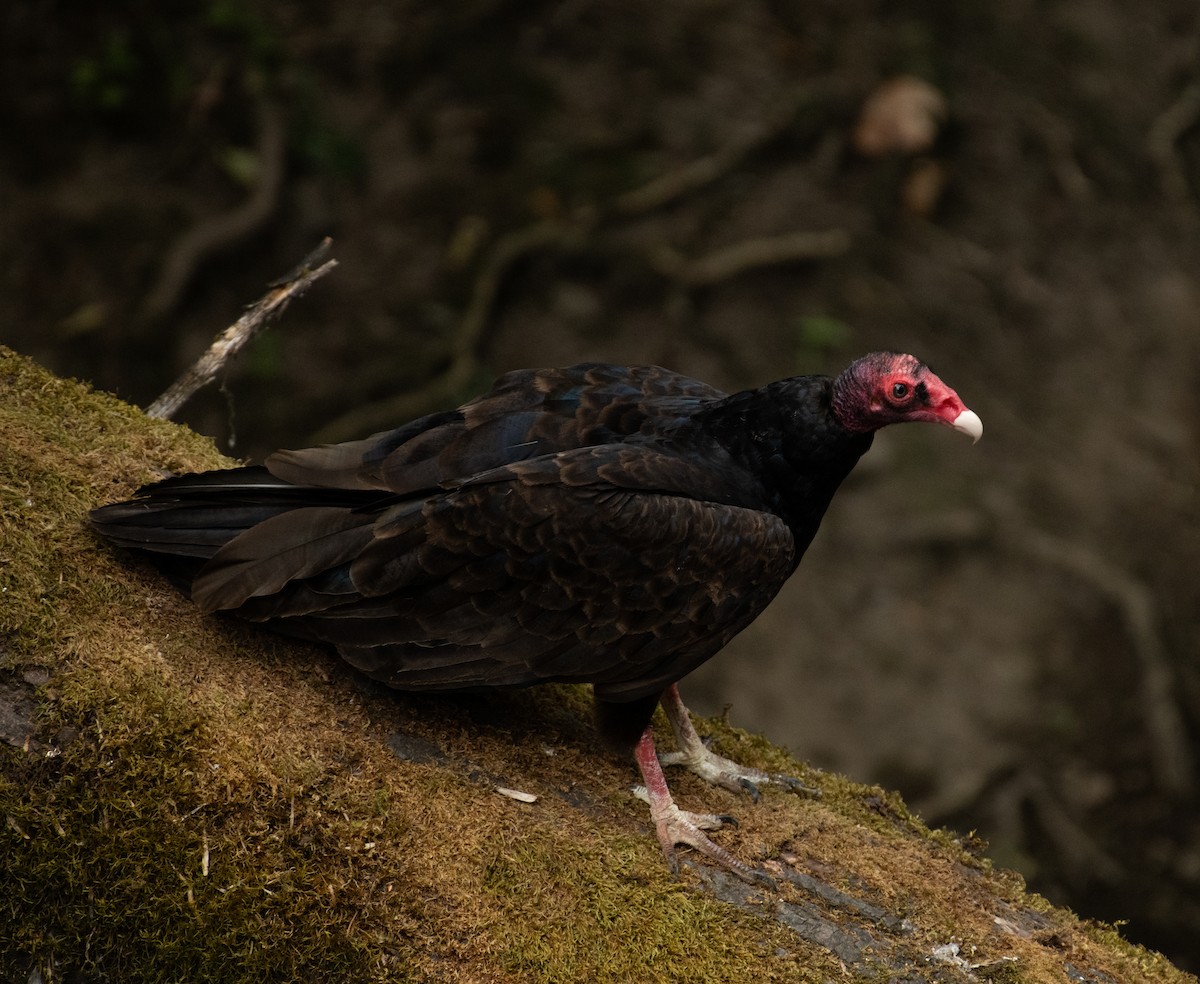 Zopilote indioilarra - ML646438188