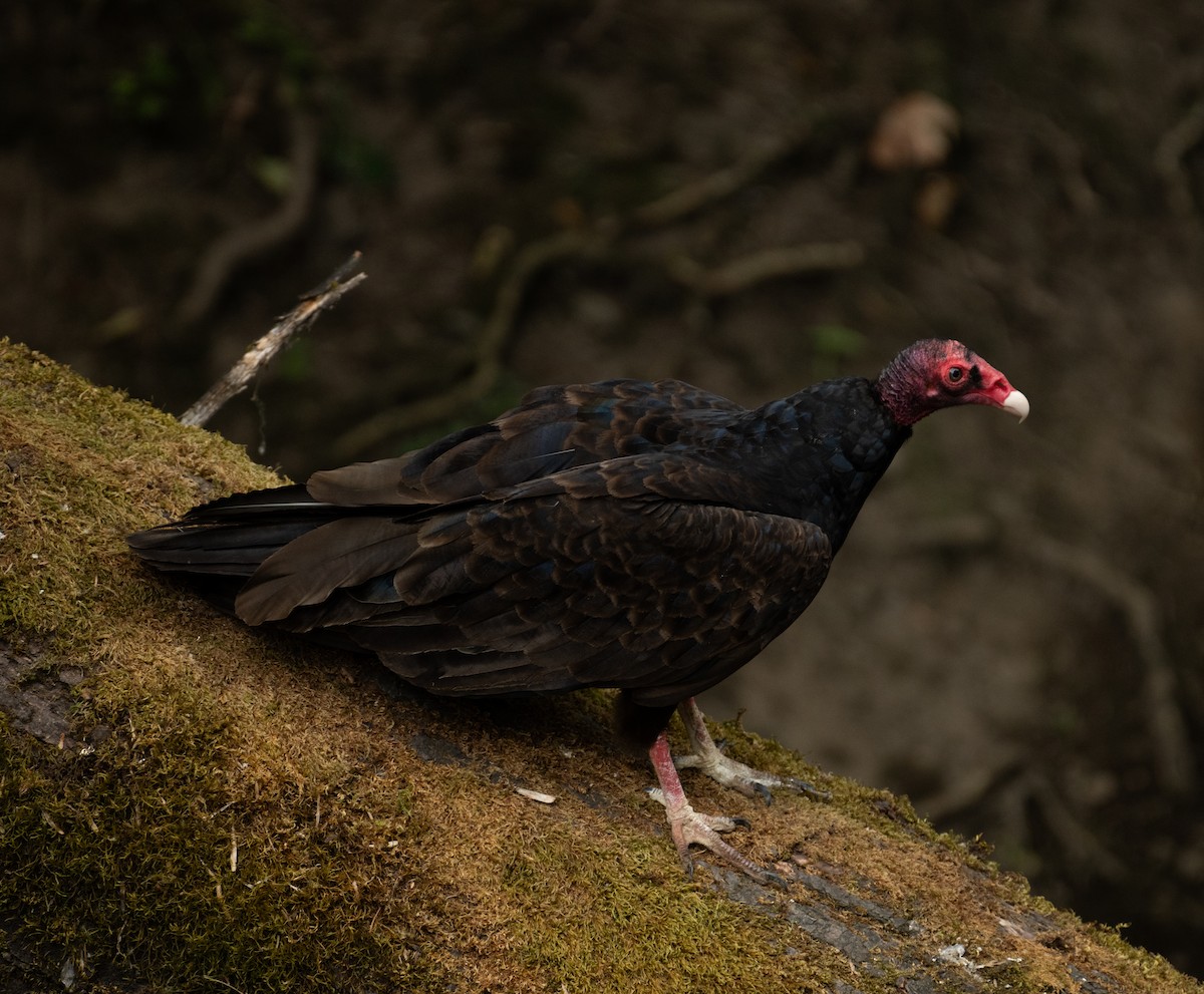 Zopilote indioilarra - ML646438189