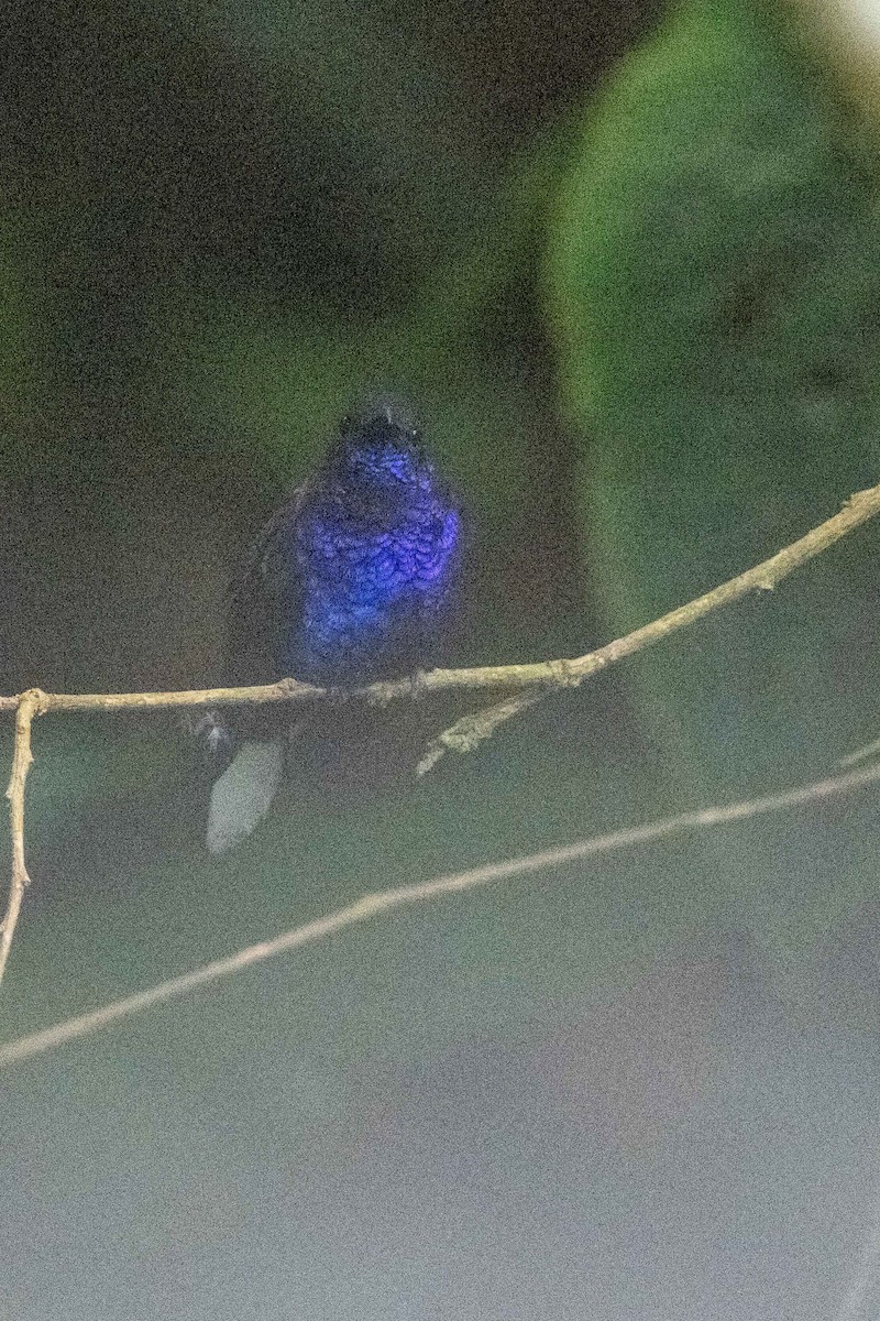 Violet Sabrewing - ML646438190