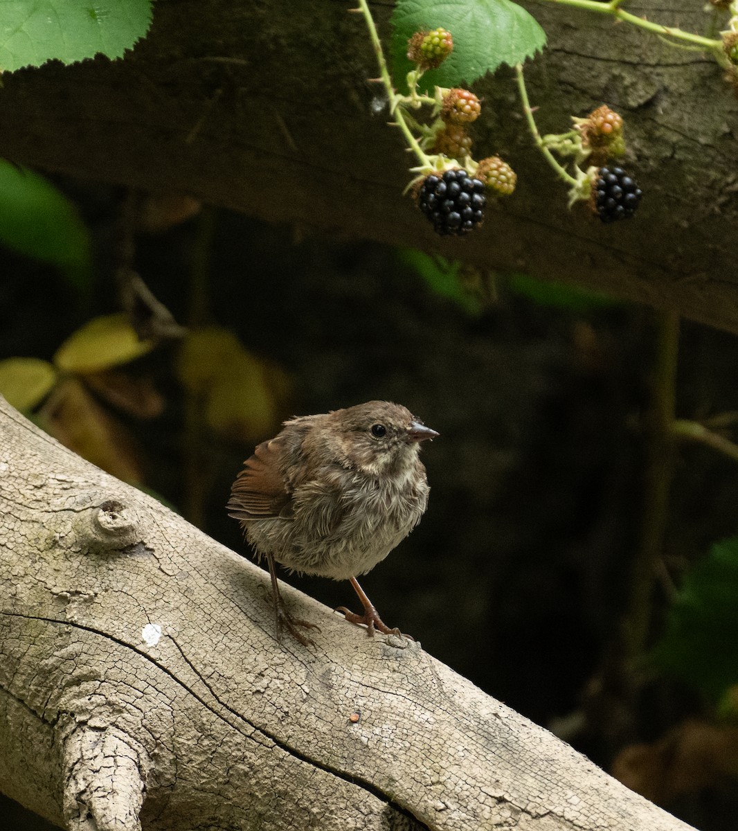 Song Sparrow - ML646438191