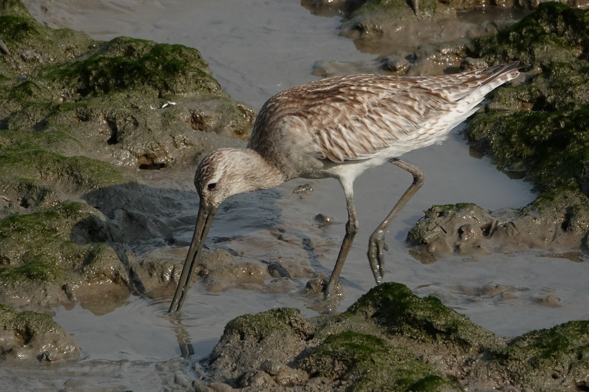 Kuliska gorria - ML646438192