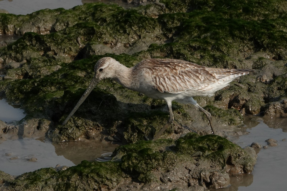 Kuliska gorria - ML646438193