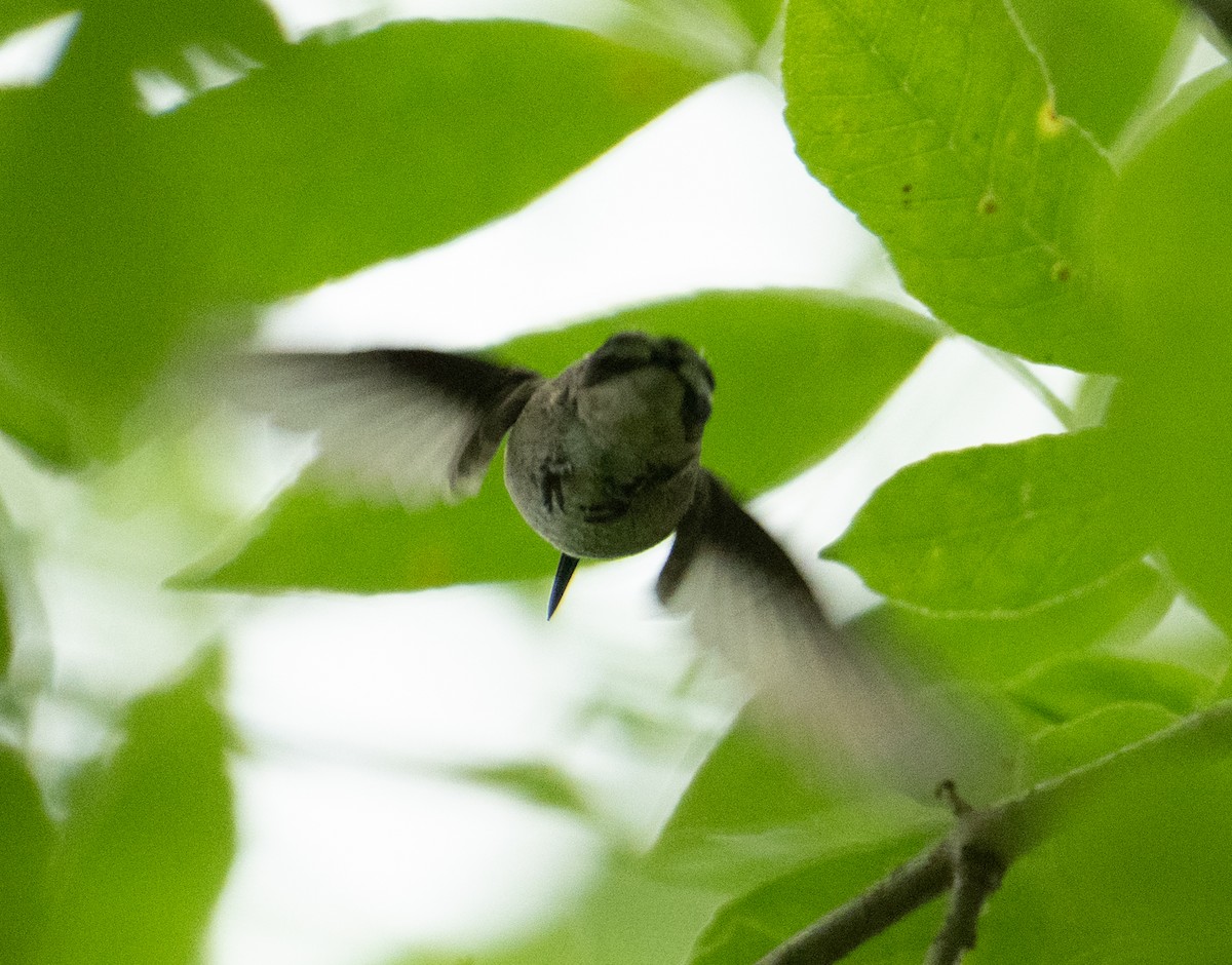 Anna's Hummingbird - ML646438194