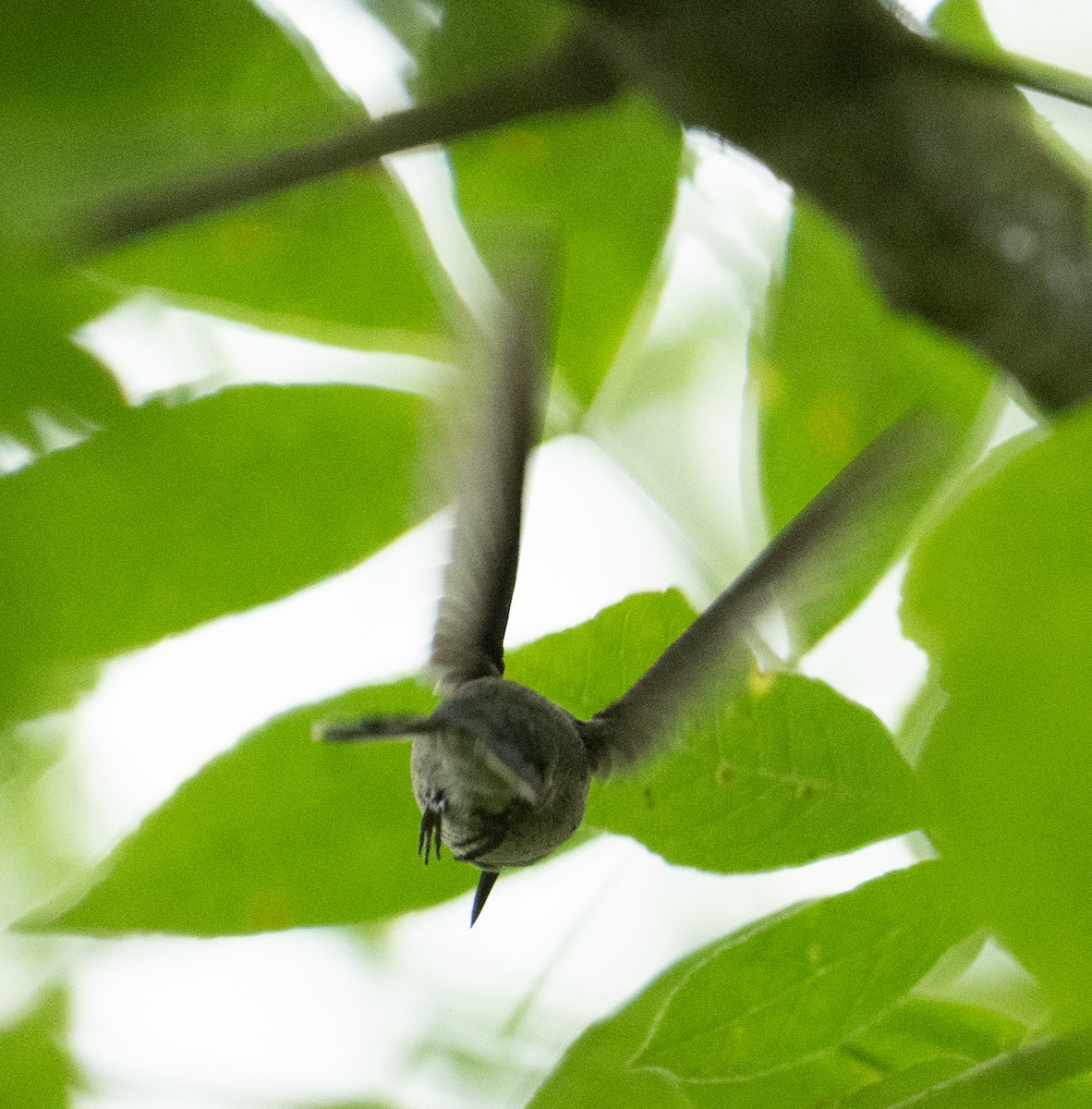 Anna's Hummingbird - ML646438195