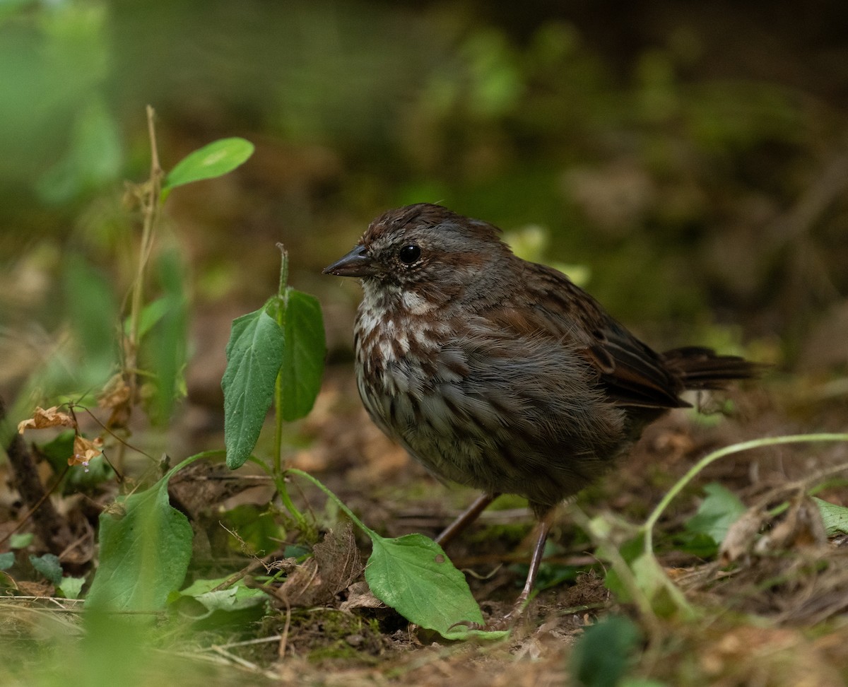 Song Sparrow - ML646438196