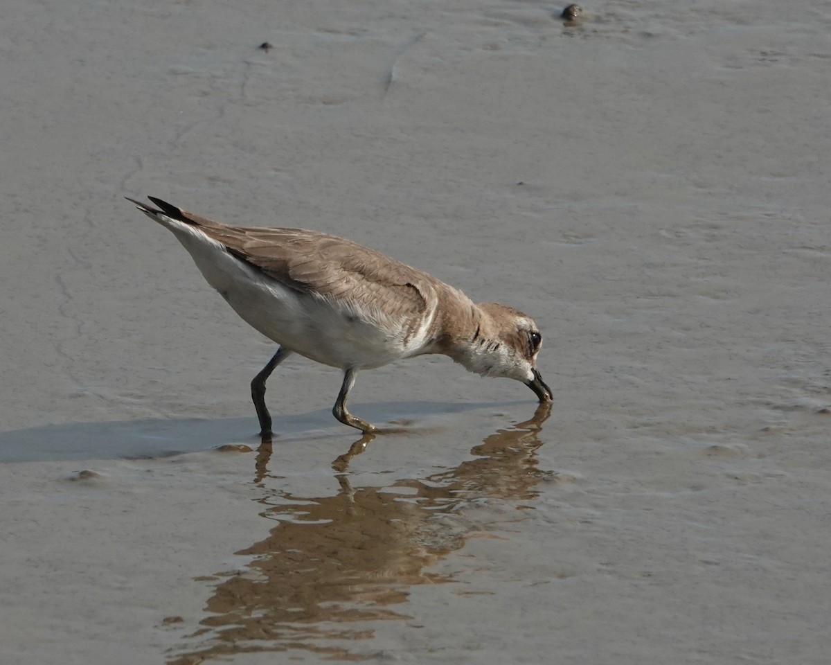 Txirritxo mongoliarra - ML646438199