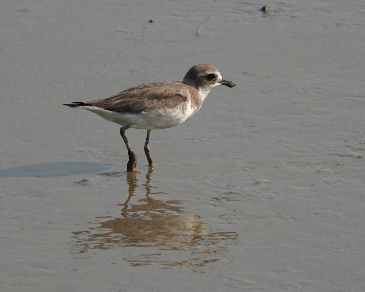 Txirritxo mongoliarra - ML646438200