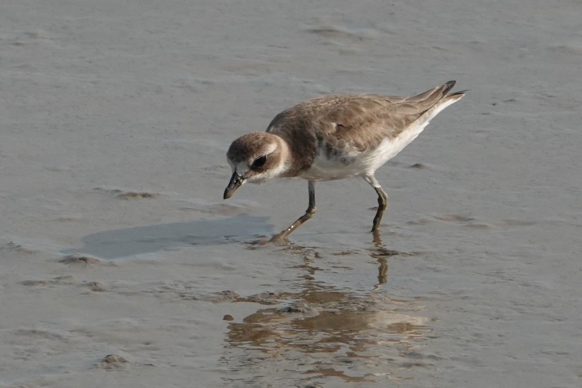 Txirritxo mongoliarra - ML646438201