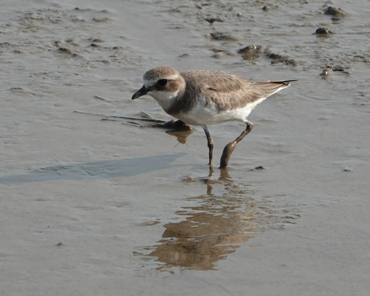 Txirritxo mongoliarra - ML646438202